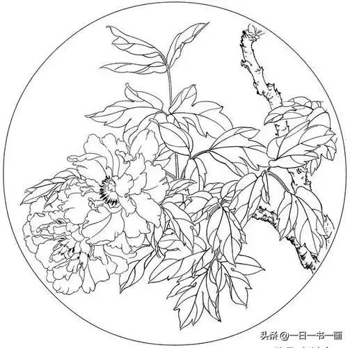 工笔画花卉白描稿:牡丹篇 之二