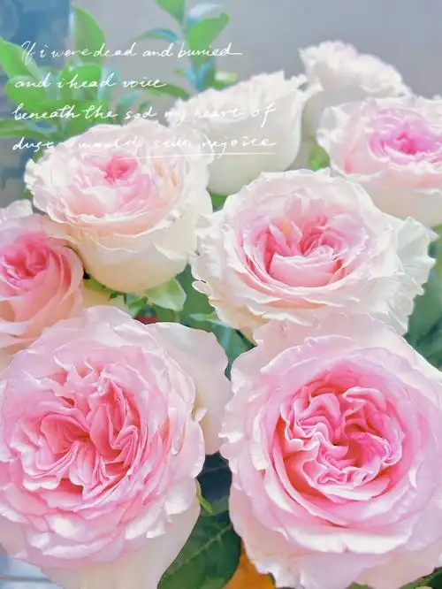 洛神玫瑰 #玫瑰  #鲜花  #月季  #浪漫  #洛神玫瑰  #粉色  #渐变