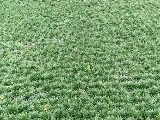 的庭院和别墅园林设计都会选用上矮麦冬来做为大面积种植作林下草坪