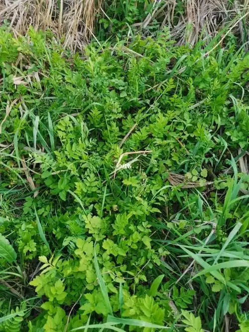 野生水芹菜想吃吗