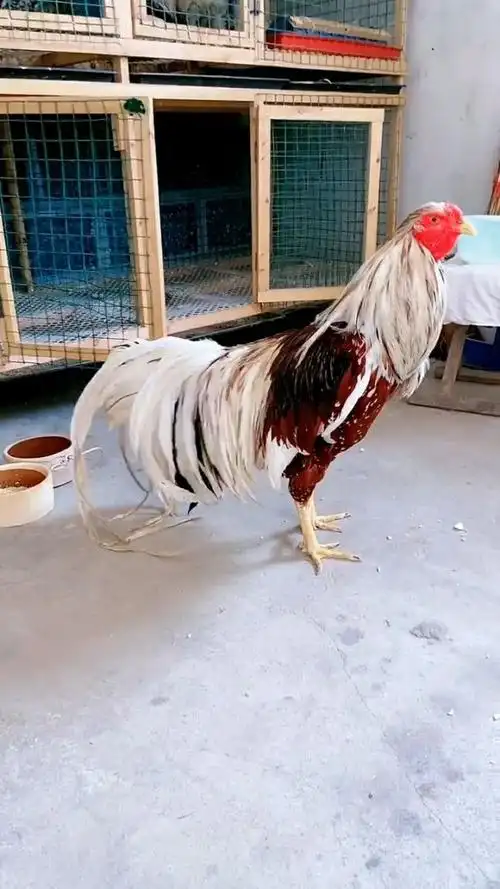 非常漂亮的一只观赏鸡,羽毛特别美!