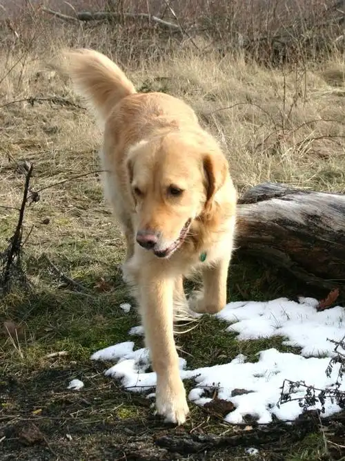 金毛寻回犬(golden retriever)