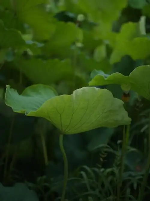 晚风吻尽荷花叶任我醉倒在池边