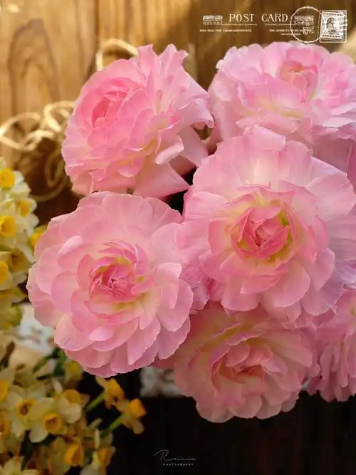 日本洋牡丹maillane