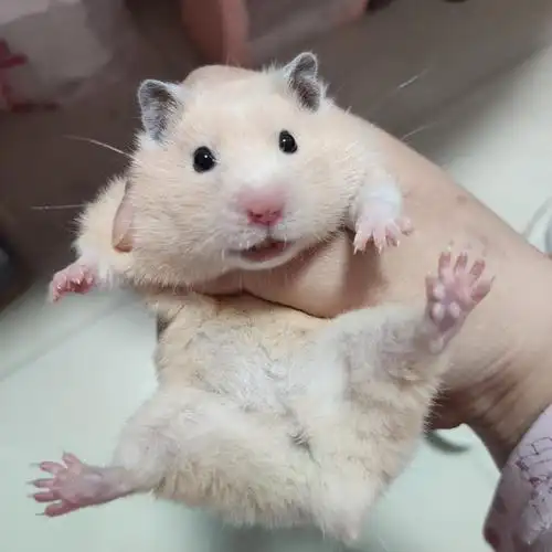 米熊找新家 无偿送养