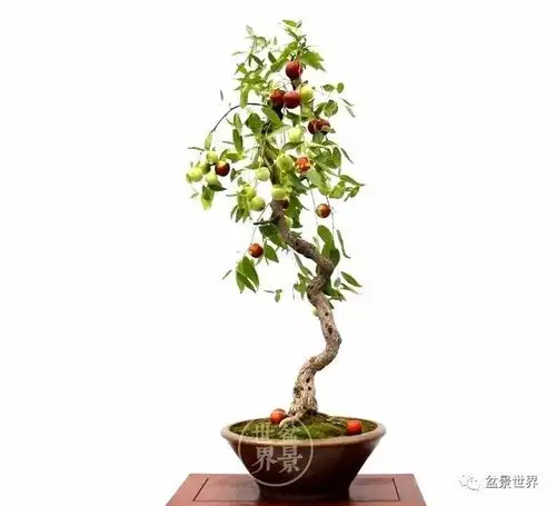 枣树原产于中国,栽培历史悠久,种植范围广,曾经是北方经济命脉,是很多