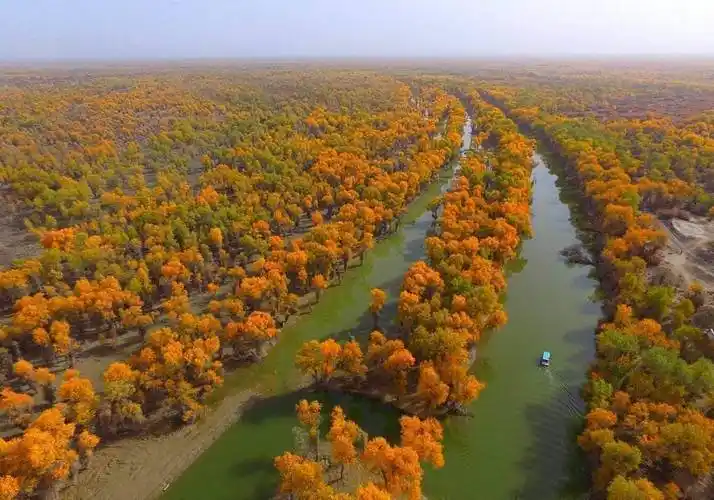大西北的春季来了!40万亩胡杨林千姿百态,等待你去欣赏_千年_塔里木_