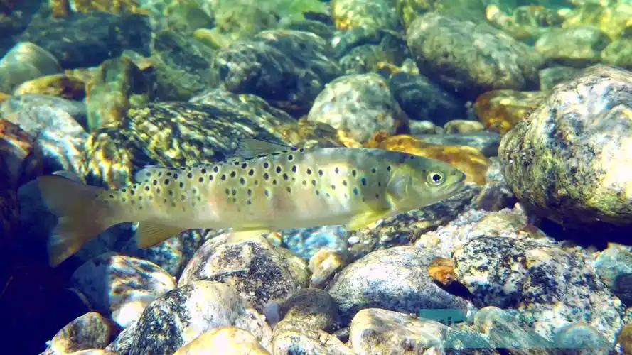 (道长原创)--膘肥体壮细鳞鲑