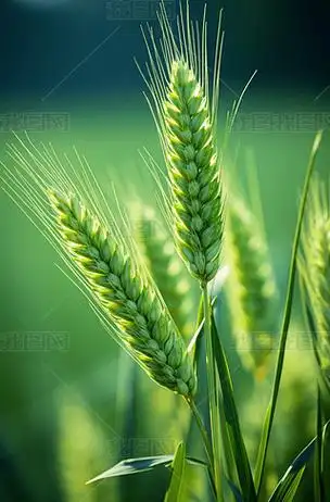 绿色充满生机活力的麦子麦穗麦田