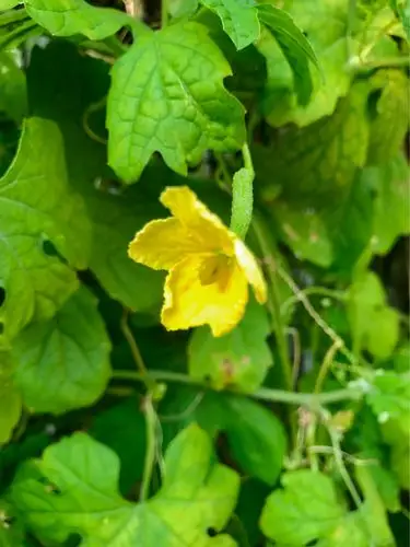 写美篇今年国庆长假的新收获,是我第一次在家乡看到了架上的苦瓜秧和