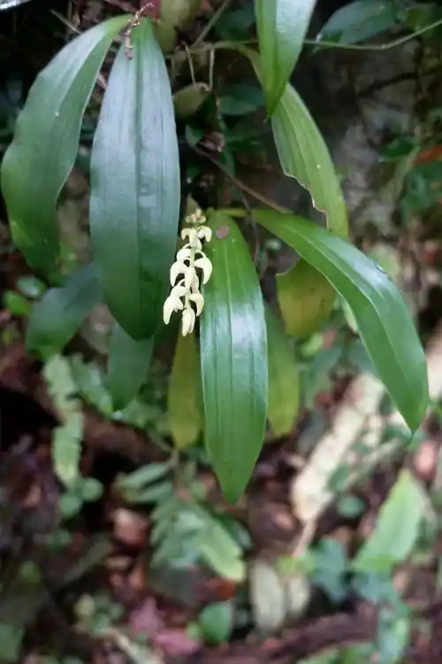 流苏贝母兰钳唇兰石仙桃绶草据了解兰科植物为世界珍贵的野生植物资源