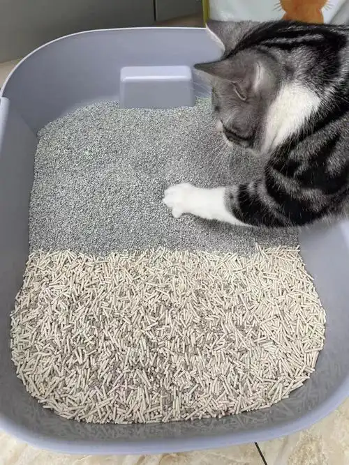 猫砂这样用一包能抵俩