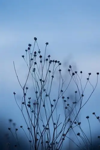 植物,大自然,黄昏 640x1136 iphone 5/5s/5c/se 壁纸,图片,背景,照片