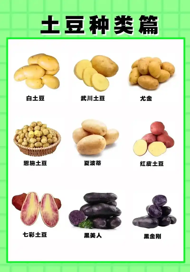 土豆(马铃薯)种类篇.世界上土豆的品种分为紫,红,黑,黄土豆 - 抖音