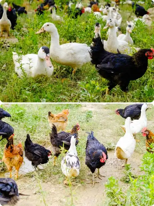 勤兴农民合作社鸡鸭直营山里纯放养正宗农家产品次日配送