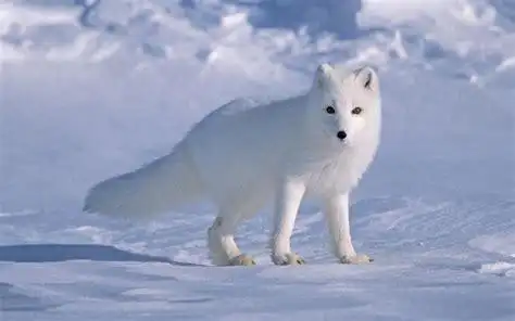 冰天雪地有啥可怕,且看北极狐如何征服这片苍茫