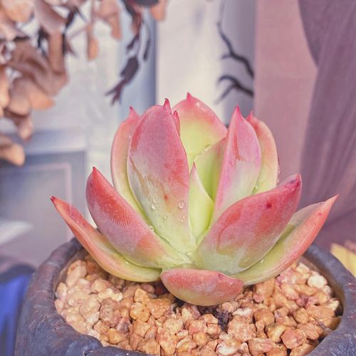 金辉乔伊乔一精品控养多肉植物状态萌肉室内多肉植物