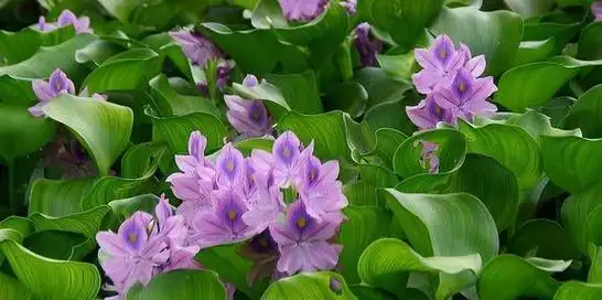 壁纸 花 桌面 576_287