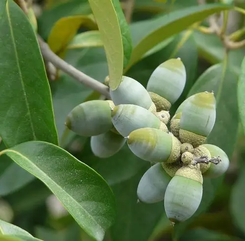 标题:野生植物果实三(10种)