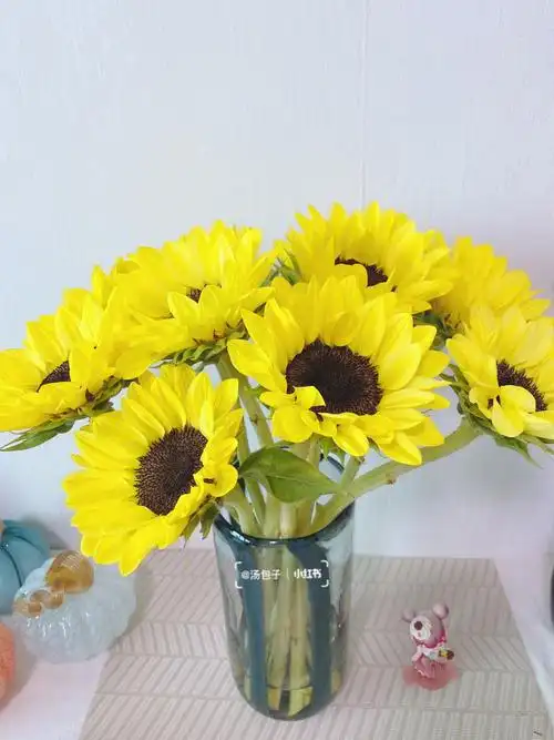 柠檬迷你向日葵