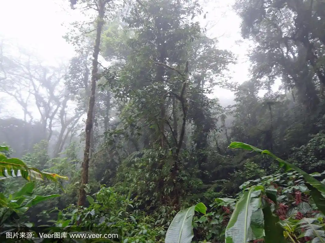 哥斯达黎加雨林