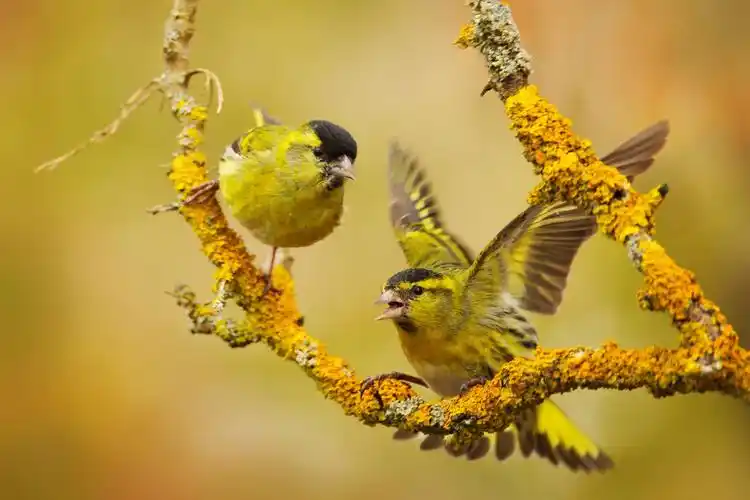 野生动物两个美丽的黄雀场景