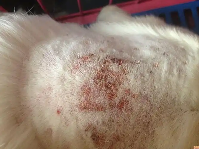 真菌是持久战,很可能要伴随狗狗终生,每一次胜利都是阶段性的,今年