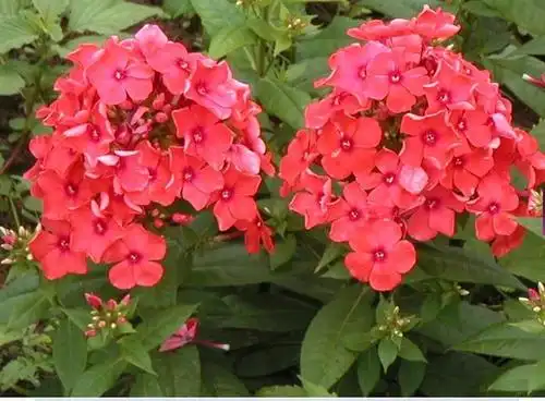 宿根福禄考,辽宁省台安县玉英花卉培植园