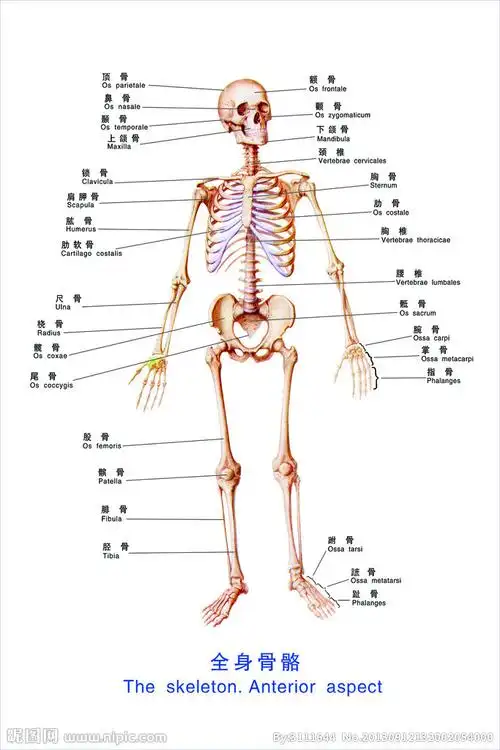全身骨骼