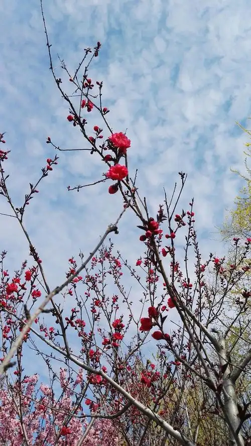 花开花落 云卷云舒