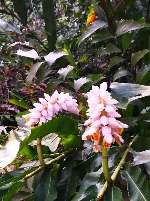 山姜花东风吹开第一枝