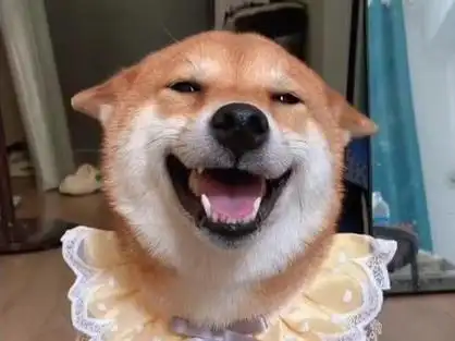 会笑的狗柴犬_会笑的狗柴犬表情包_会笑的狗柴犬品种 - 抖音