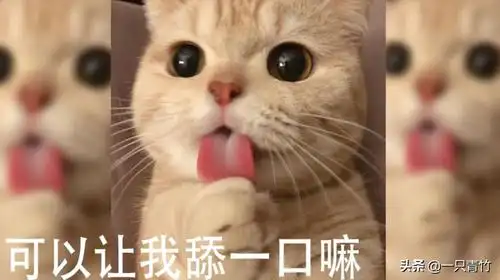 让我舔一口吧,超可爱的猫猫表情合集