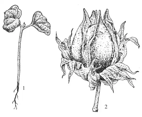 棉花红腐病发生症状是什么?