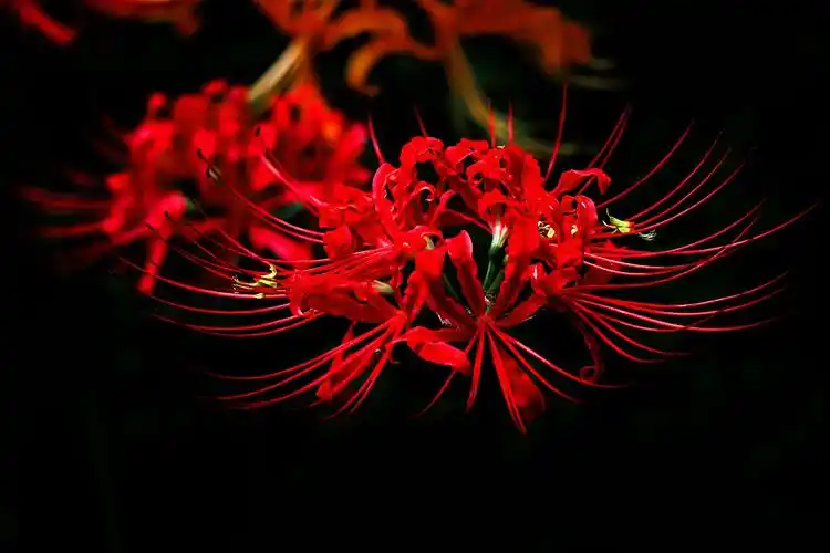 彼岸花·曼珠沙华