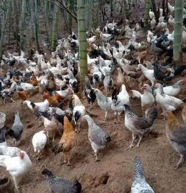 鸡苗鹊山鸡苗出壳苗公苗母苗