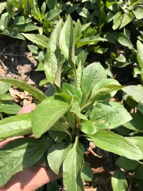 出售松果菊价格松果菊小苗松果菊基地