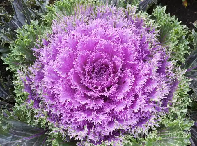 紫甘蓝花照片-正版商用图片0agikr-摄图新视界
