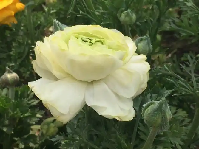 花毛茛,又名芹菜花,陆莲花.