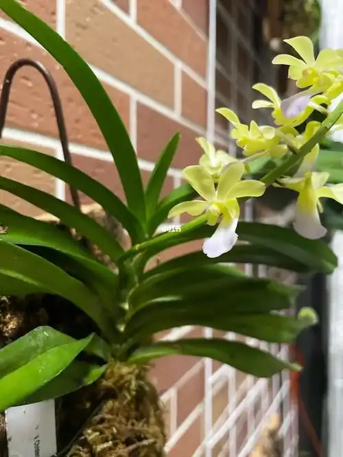 兰科植物|克莉丝汀x立梗蓝狐狸尾