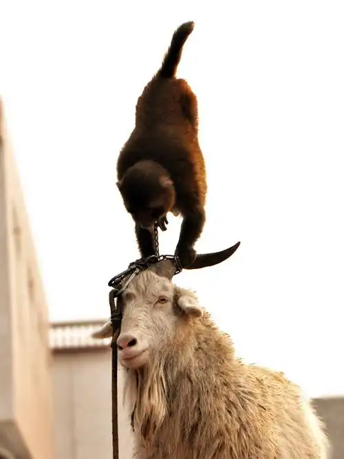 【春季物交会采风】 猴子与羊的组合表演