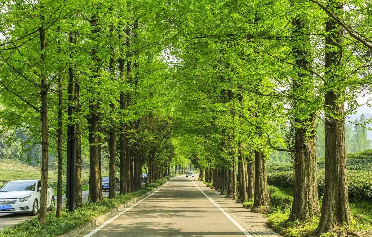 景观人必知的行道树知识