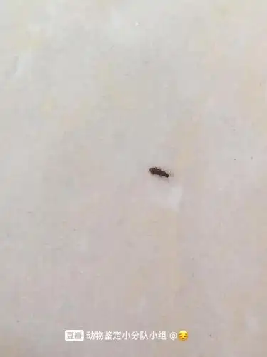 请问这是什么虫,比蚂蚁还小点到处爬