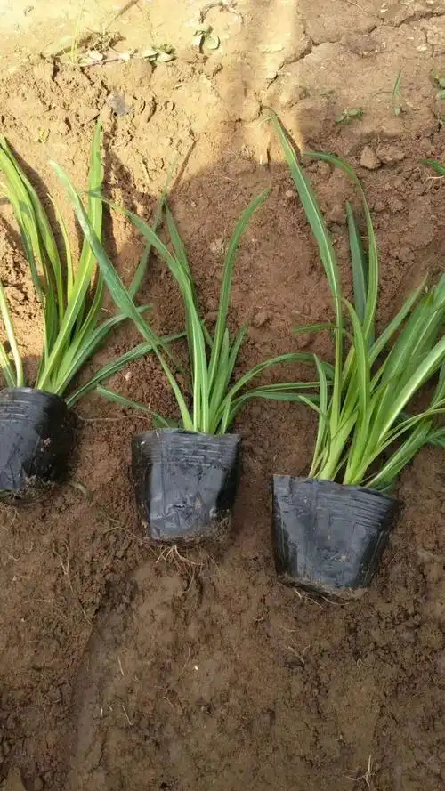 蛇鞭菊种植基地蛇鞭菊批发供应蛇鞭菊