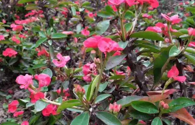 虎刺梅别称铁海棠,麒麟花,是蔓生灌木植物.