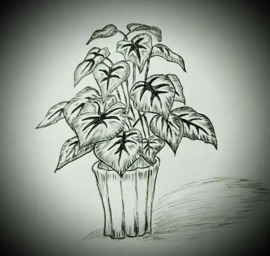 齐巧云初学铅笔画(盆栽植物篇)