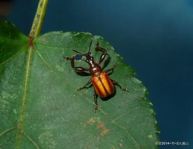 昆虫纲  order coleoptera  鞘翅目  family attelabidae  卷叶