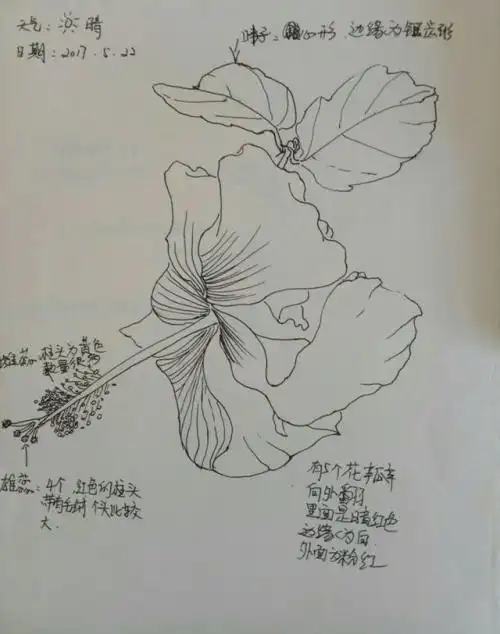 玫瑰花生长过程简笔画自然笔记