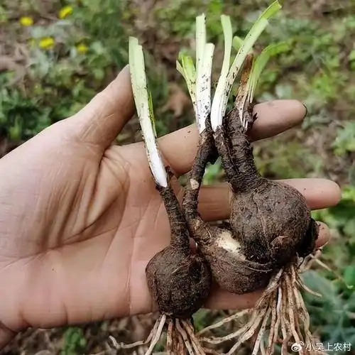 一种有毒植物,花叶永不相见,却又美丽得让人难以忘怀,有何价值|彼岸花