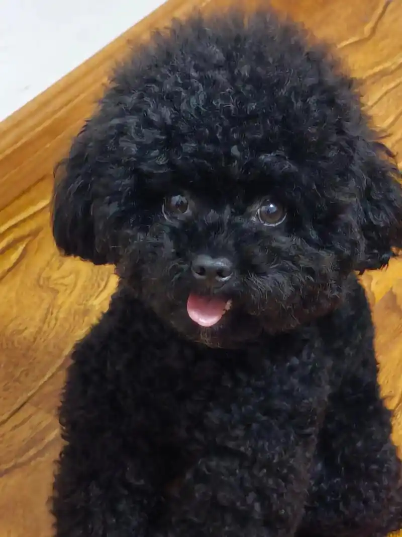 黑泰迪.一个吃可爱多长大的宝宝!简直萌化我了🧙‍♀️